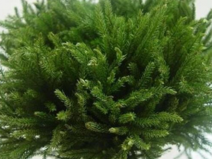 ����ʯ�ɵĹ�Ч������ ���ư״��쳣