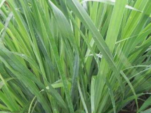 ���ʲݵĹ�Ч������ ������������