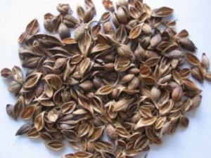 ȥ��������ҩ������Щ