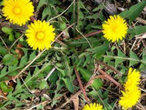 �����յĹ�Ч������ ������忹��������