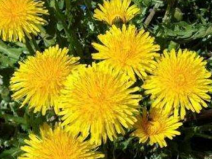 ʲô�ǻƻ��� �ƻ��ɵĹ�Ч������