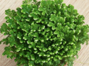 ��֫ާ�Ĺ�Ч������ ��ǿ��������