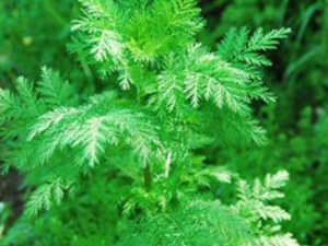 ����������Щ��Ч������