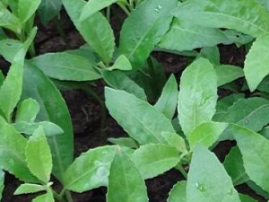 �ķ��ݵĹ�Ч������ �������Ƚⶾ