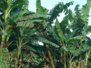 �Ž����˵Ĺ�Ч������ �������Ƚⶾ