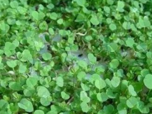 ��ޣ�ݵĹ�Ч������ ���Ի���ƶѪ