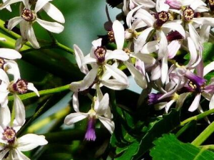 ������������빦Ч