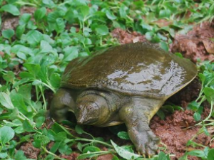 Ƣ����˾Ͳ�Ҫ�ٳ���Щʳ����