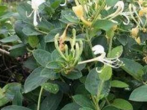 ��ɽ��Ĺ�Ч������ Ԥ�������ð