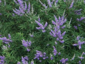 ĵ���ݵĹ�Ч������ �������������