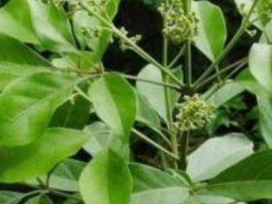 ĵ��Ҷ����Щ��Ч������ ���ƿ�������