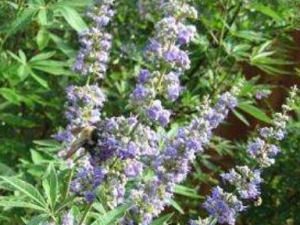 ĵ�G�Ĺ�Ч������ ����С������