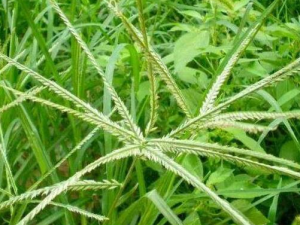 ţ��ݵĹ�Ч������ ��������ֹʹ