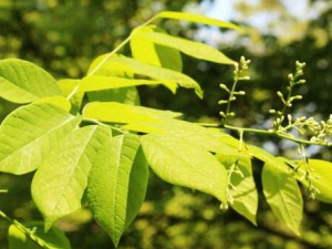 �����㻱�Ĺ�Ч������ ��������ȥ��