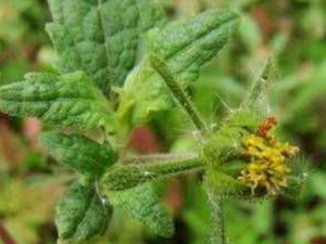 �ٹ��gݲ�Ĺ�Ч������ ���Ա�����Ѫ��