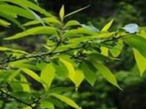 ��ɽ��Ĺ�Ч������