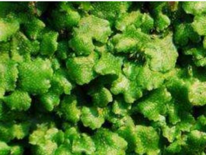 �ߵ�Ǯ����Щ��Ч������