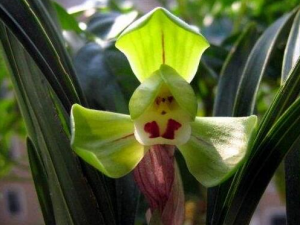 ǧ������Щ��Ч������