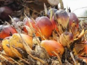 �������Ĺ�Ч������ ������Ѫ��