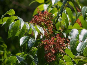 �����ѵ������빦Ч ������Ѫ��