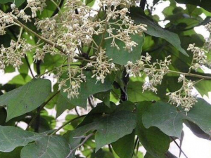 ��ͩ��Ĺ�Ч������