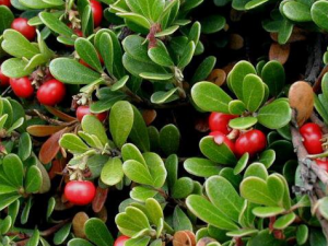 �ܹ��յĹ�Ч������