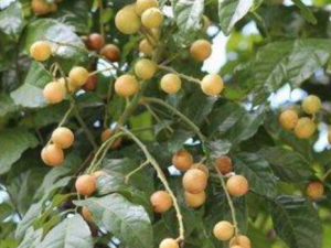 ��Ƥ��Ҷϴ������Щ�ô�