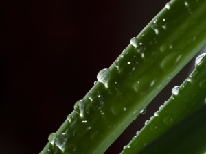 ʳ��«������Щ����