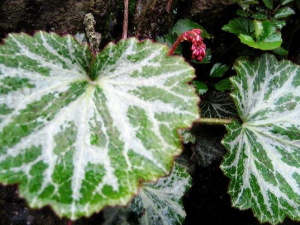 �ߵ㻢��������Щ��Ч������