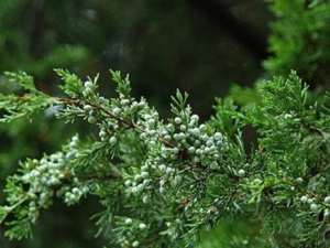 ������������Щ��Ч������