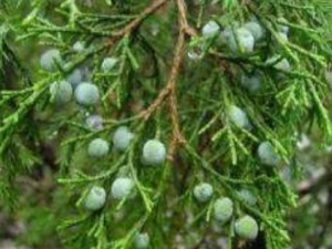 Բ�ع��Ĺ�Ч������ �������Ƚⶾ