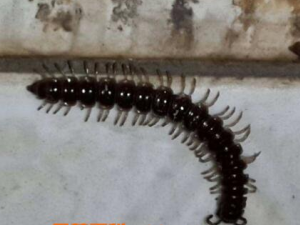 �����Ĺ�Ч������ ���ƽ�˲�