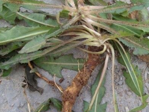 ��¸��Ĺ�Ч������ ���¸��ܽ�Ѫ֬