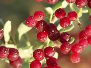 �����ӵĹ�Ч������ ������������