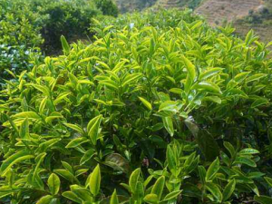 ������������������ô��