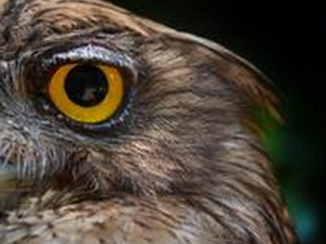 ӥ�۾�����Щ��Ч������