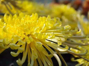 �Ƽ�8���������Ŀʳ��