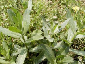 ��̸��Ĺ�Ч������ ��������Ѫ