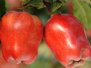 ʳ�ú��߹�����Щ�ô�