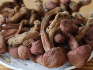 ��Ģ���Ĺ�Ч������ ��ֹ����˥��