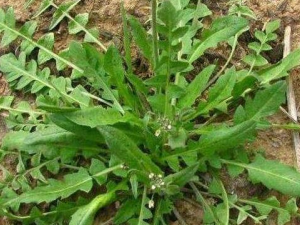 Ұ���˸��Ĺ�Ч������ �������������