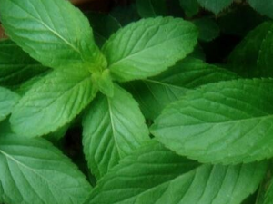 ����ݵĹ�Ч������ ����������۴��׶�