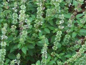 ����Ĺ�Ч������ ���Խ��ɢ��