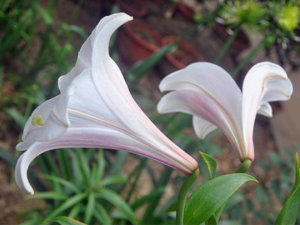 ���ʵİٺ��ܳ��� �᲻���ж�