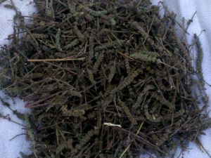 ����̿�Ĺ�Ч������ ���Կ��׿�����