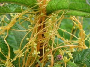 �Ƽ������������ʳ��