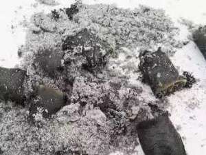 ��Ҷ������Щ����