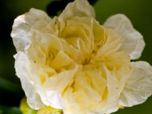 ʯ񻨵ĹЧ ʯܻѪֹѪ