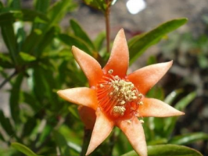 ��ʯ�񻨸���ˮ�ȵĹ�Ч ��ɬ��ֹк