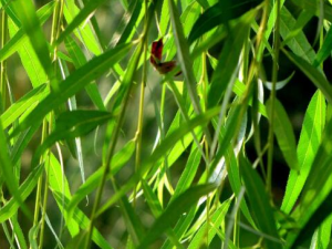 ������Ҷ�Ĺ�Ч������ ��������ɱ��